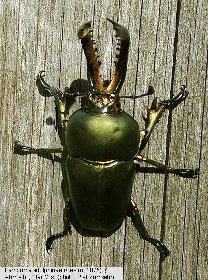 Papua Insects Foundation (Coleoptera/Lucanidae thumbnails)